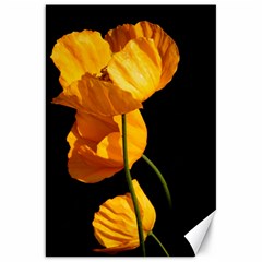 Yellow Poppies Canvas 20  X 30  by Audy