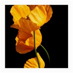 Yellow Poppies Medium Glasses Cloth Front