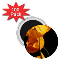 Yellow Poppies 1 75  Magnets (100 Pack)  by Audy