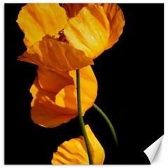 Yellow Poppies Canvas 16  X 16  by Audy