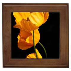 Yellow Poppies Framed Tile