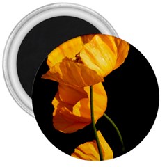 Yellow Poppies 3  Magnets by Audy