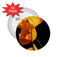 Yellow Poppies 2 25  Buttons (10 Pack)  by Audy