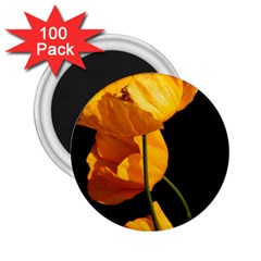 Yellow Poppies 2 25  Magnets (100 Pack) 