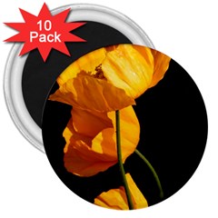 Yellow Poppies 3  Magnets (10 Pack)  by Audy