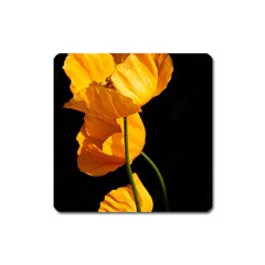 Yellow Poppies Square Magnet