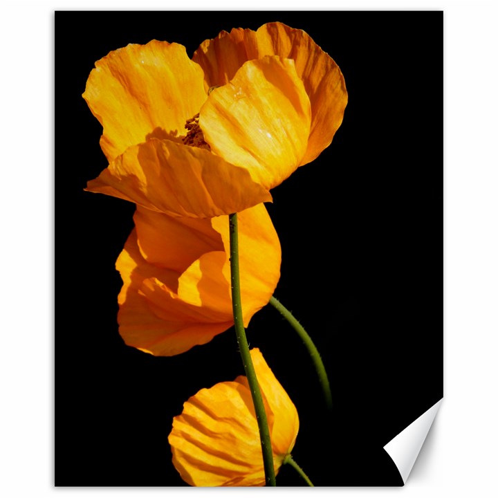 Yellow Poppies Canvas 16  x 20 