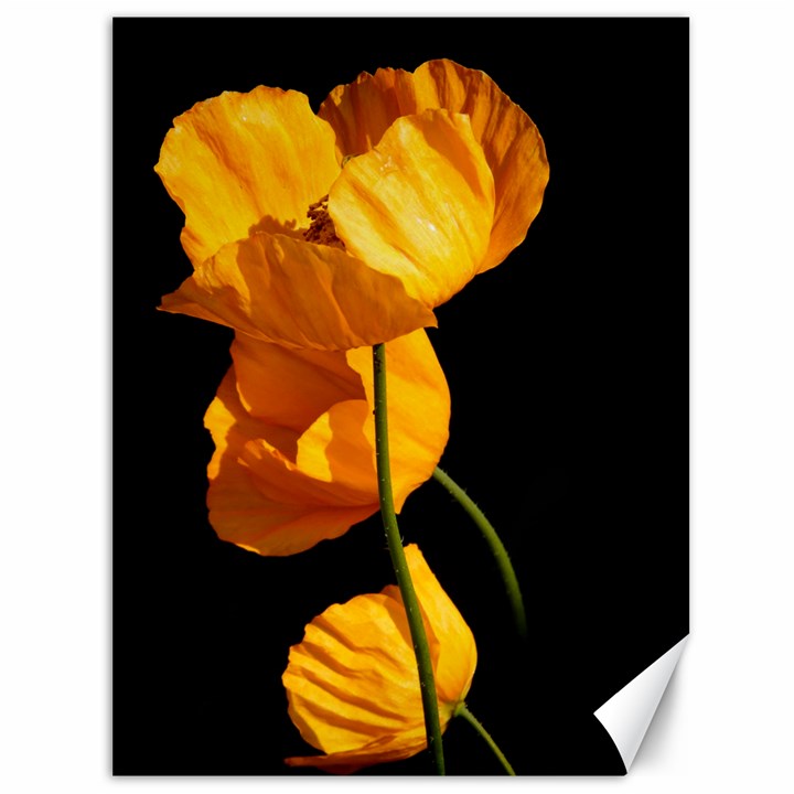 Yellow Poppies Canvas 36  x 48 