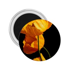 Yellow Poppies 2 25  Magnets by Audy