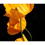 Yellow Poppies Deluxe Canvas 14  x 11  (Stretched) 14  x 11  x 1.5  Stretched Canvas