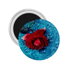 Red Roses In Water 2 25  Magnets by Audy