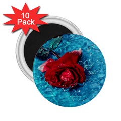 Red Roses In Water 2 25  Magnets (10 Pack)  by Audy