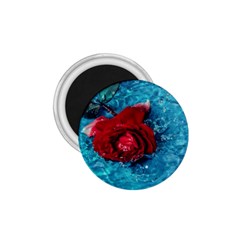 Red Roses In Water 1 75  Magnets by Audy