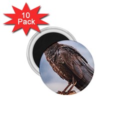 Black Crow Standing At Rock 1 75  Magnets (10 Pack)  by dflcprintsclothing