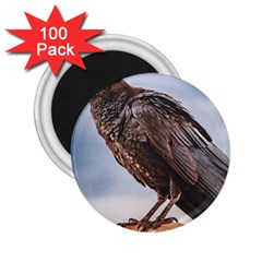 Black Crow Standing At Rock 2 25  Magnets (100 Pack)  by dflcprintsclothing