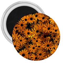 Rudbeckias  3  Magnets by Sobalvarro