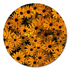 Rudbeckias  Magnet 5  (round) by Sobalvarro