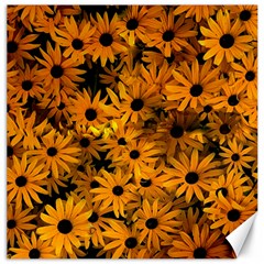 Rudbeckias  Canvas 16  X 16  by Sobalvarro