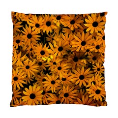 Rudbeckias  Standard Cushion Case (two Sides) by Sobalvarro