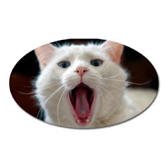 Wow Kitty Cat From Fonebook Oval Magnet by 2853937