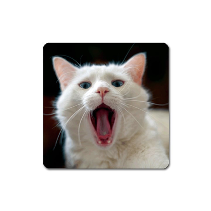 Wow Kitty Cat From Fonebook Square Magnet