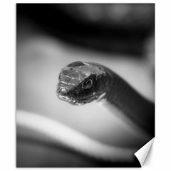 Black And White Snake Canvas 8  X 10  by ExtraGoodSauce