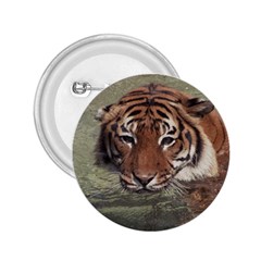 Swimming Tiger 2 25  Buttons by ExtraGoodSauce