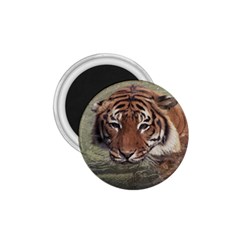 Swimming Tiger 1 75  Magnets by ExtraGoodSauce