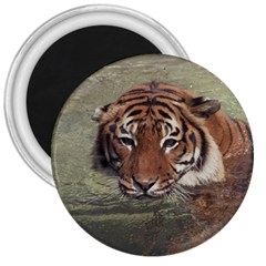 Swimming Tiger 3  Magnets