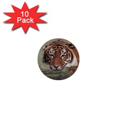 Swimming Tiger 1  Mini Buttons (10 Pack)  by ExtraGoodSauce