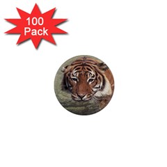 Swimming Tiger 1  Mini Magnets (100 Pack)  by ExtraGoodSauce