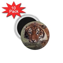 Swimming Tiger 1 75  Magnets (10 Pack)  by ExtraAwesomeSauce