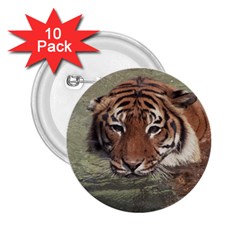 Swimming Tiger 2 25  Buttons (10 Pack)  by ExtraAwesomeSauce