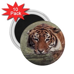 Swimming Tiger 2 25  Magnets (10 Pack)  by ExtraAwesomeSauce