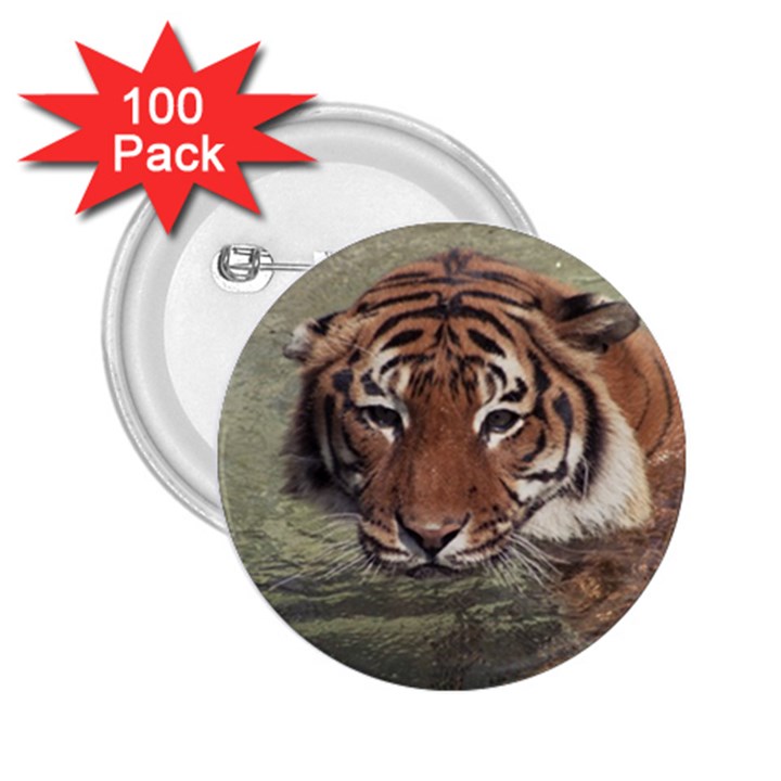 Swimming Tiger 2.25  Buttons (100 pack) 