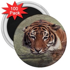 Swimming Tiger 3  Magnets (100 Pack) by ExtraAwesomeSauce