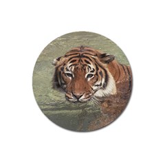 Swimming Tiger Magnet 3  (round) by ExtraAwesomeSauce