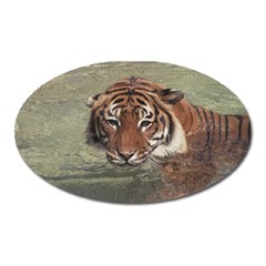 Swimming Tiger Oval Magnet by ExtraGoodSauce