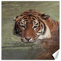 Swimming Tiger Canvas 20  X 20  by ExtraGoodSauce