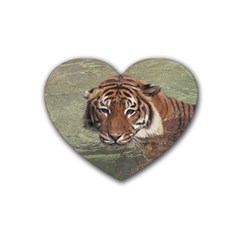 Swimming Tiger Heart Coaster (4 Pack)  by ExtraGoodSauce