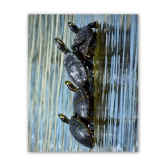 The Four Turtles Horizontal Poster 16  X 20  by DeCarolina