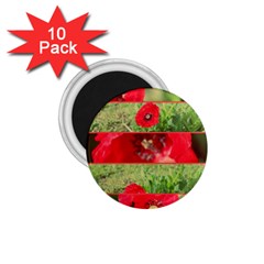 Photos Collage Coquelicots 1 75  Magnets (10 Pack)  by kcreatif