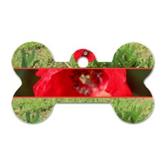 Photos Collage Coquelicots Dog Tag Bone (two Sides) by kcreatif