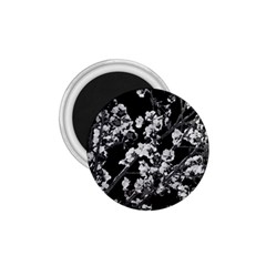 Fleurs De Cerisier Noir & Blanc 1 75  Magnets by kcreatif