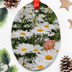 Champs De Marguerites Ornament (oval) by kcreatif