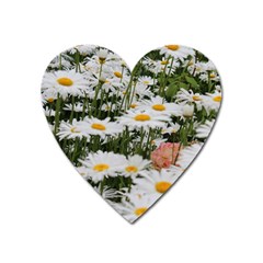 Champs De Marguerites Heart Magnet by kcreatif