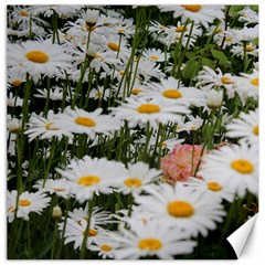 Champs De Marguerites Canvas 16  X 16  by kcreatif