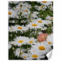 Champs De Marguerites Canvas 36  X 48  by kcreatif