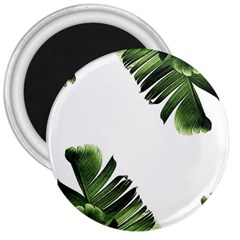 Green Banana Leaves 3  Magnets by goljakoff