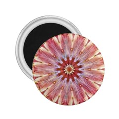 Pink Beauty 1 2 25  Magnets by LW41021